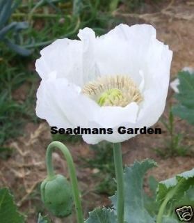 Organic Persian White Poppy Flower Seeds Papaver Somniferum 300+ Seeds