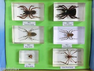 Spiders Specimen Collection Set (in Clear Lucite Block)
