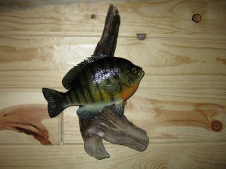 Beautiful 9 Sunfish Bluegill Pan Fish Taxidermy Mount Art Wildlife No 