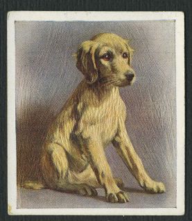 1936 SALUKI PUPPY OUR PUPPIES GODFREY PHILLIPS Ltd DOG CIGARETTE CARD