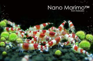 Nano Marimo x5 for aquarium algae eater discus fish B7