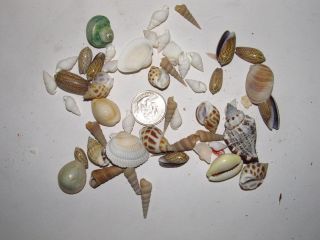 Pet Supplies  Aquarium & Fish  Decorations  Sea Shells & Barnacles 