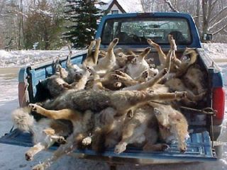   Predator Hunting Call On Cd Night Spotlight Gets Coyotes Fox Bears