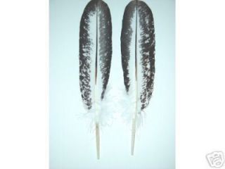 Hand Painted Turkey Feathers Bald Eagle Matched PR