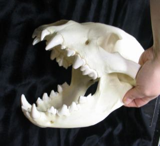 Huge spotted hyena skull taxidermy replica cast