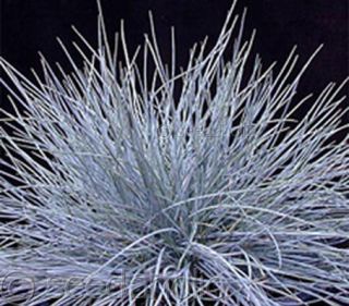 Festuca glauca “Blue Fescue Grass 100mg   100 seeds