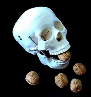 Life Size Human Anatomical Skeleton Skull
