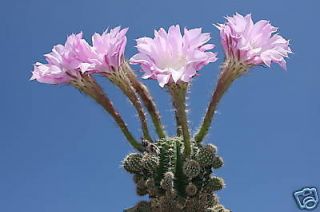 Echinopsis oxygona, @J@ rare cactus seed cacti 20 SEEDS