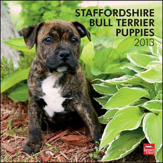Staffordshire Bull Terrier Puppies 2013 Wall Calendar