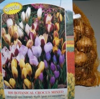 Botanical Mixed Crocus 100 pack