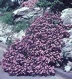 TRAILING SOAPWORT~Pink Ground Cover Hardy perennial~25 ​seeds+ NEW 