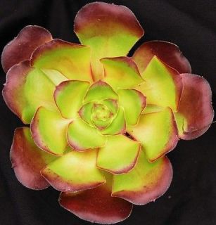 Aeonium Cyclops U.S. hybrid 6cm succulent large rosette drought 
