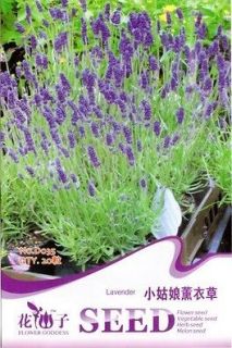 Pack 20 Seeds Lavender Flower Herb Rare Seed Hot D035