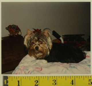 FOUND PHOTO Fluffy DOG YORKIE w/ Bow Sitting On Bed