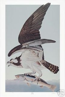 Ltd. Ed. Loates Audubon OSPREY Bird Print Signed 26x40 ***LAST ONE 