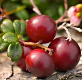 British Columbia Cranberry Plant  30 SEEDS  High Yielding Viburnum 