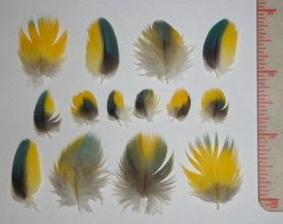 50 BLUE & YELLOW GOLD Parrot Feathers under 2 inches CHOOSE YOUR 