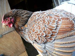 BLUE LACED RED WYANDOTTE RARE FERTILE HATCHING EGGS