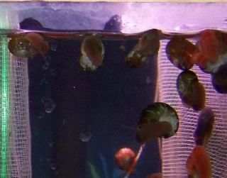 fish tank snail in Crabs, Snails & Algae Eaters