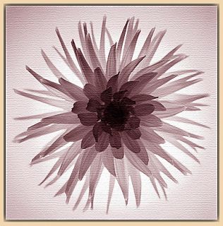 Buy Translucent Flower Print, Light Canvas Rim online at JohnLewis 