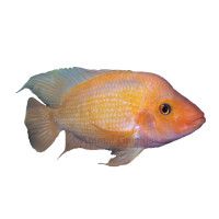 South American Cichlids for Sale   Live Exotic Pet Fish  