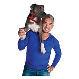 Find the Cesar Millan Illusion Dog Collar & Leash System at 1 800 
