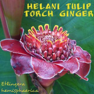 Helani Tulip~ Torch Ginger Etlingera Pyramidishaera AWAPUHI KOOKO 