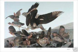 Ltd Ed Loates Audubon VIRGINIA PARTRIDGE Print Hawk VA