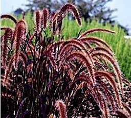 Foilage Ornamental Purple Fountain Grass 