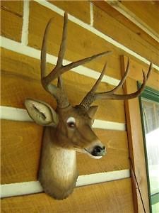 Newly listed BUCK DEER HEAD 8 POINT LARGE WHITETAIL MOUNT TAXIDERMY 
