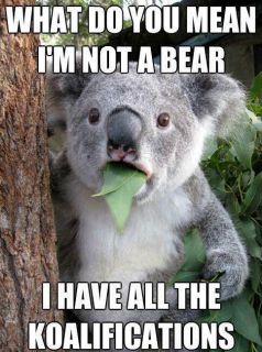 KOALA BEAR funny T SHIRT Mens All SIZES spoof shock comedy Australia