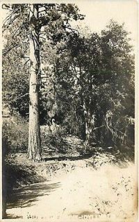 CA, Idyllwild, California, RPPC, Trees along Trail, Riverside County 