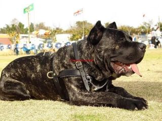   h5 cane corso more options colour size item type  79 38 buy