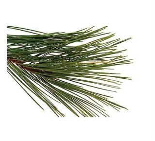 Pine Long Leaf 100% Pure Therapeutic Grade Essential Oil 5ml 10ml 15ml 