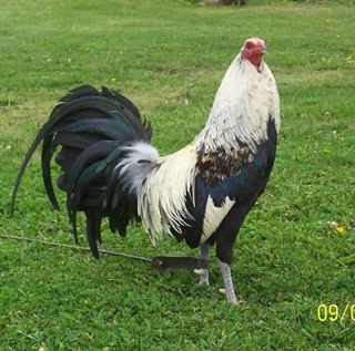 newly listed gamefowl hatching eggs 10 pure law grey time