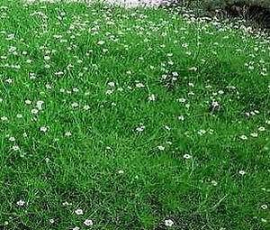 IRISH MOSS Groundcover 2,000 Flower Seeds + Free Seeds