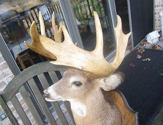   Deer Taxidermy Head Mount Moose Like Heavy Beam Antlers 14 Pts