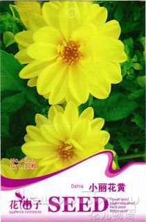 Mary Spent Annua Seeds Bright Color Yellow Petal Canty 30 Flowers 