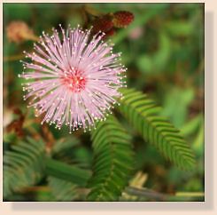   Amazing MOVING PLANT (Mimosa Pudica) Seeds * With Care Instructions