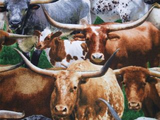 Round Up Longhorns Steer Cow Cattle Texas Western Elizabeth Studio 
