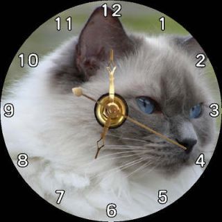brand new blue eyed ragdoll cat cd clock time left