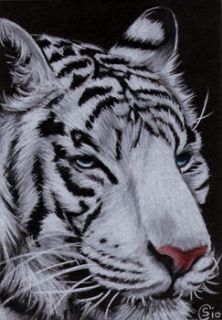  11 Bengal big cat kitten painting Sandrine Curtiss Art ACEO PRINT
