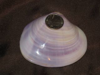 giant purple tigrina clam sea shell  10