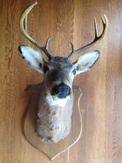 deer mount head 8 point 4x4 point wall plaque time