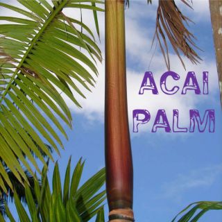 ACAI BERRY~ Brazilian Palm Tree Euterpe oleracea BIG 12+inch Plant 