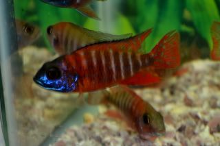 Tropical Fish African Cichlids, Ruby Red Peacocks, 3 lot  
