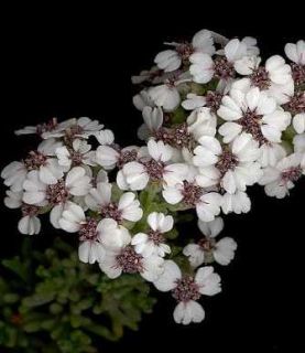 wild rosmary eriocephalis africanus 10 seeds twiggy shrub to 1m high 