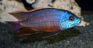 African Cichlids 3 Red Empress Live Fish Free Shipping