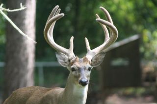 Alabama Deer Hunt 2 Day Hunt