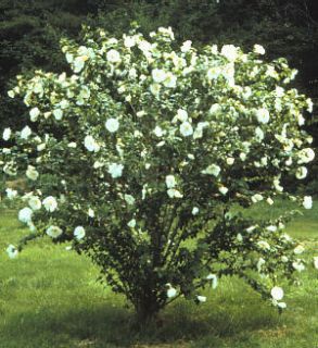 Althea Rose of Sharon White 2 3 Feet Tall Double Blooms